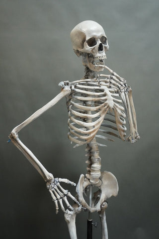 Poseable Crime Scene Skeleton with Stand