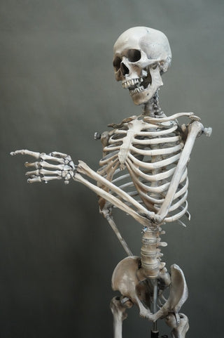Poseable Crime Scene Skeleton with Stand