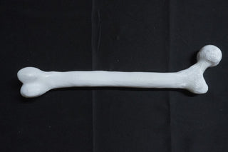 Stunt Femur Bone