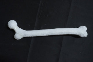 Stunt Femur Bone