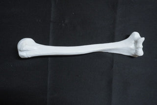 Stunt Humerus Bone