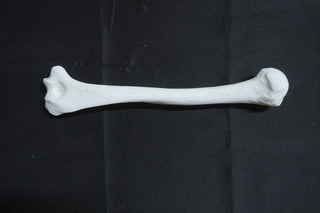 Stunt Humerus Bone