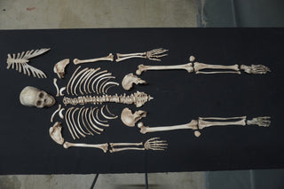 Disarticulated Skeleton with Cast Skull