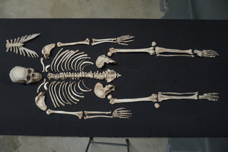 Disarticulated Skeleton with Cast Skull