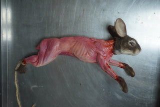 Field Skinned Rabbit