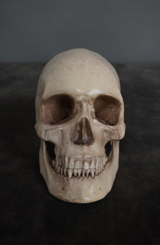 Budget Harvey Skull