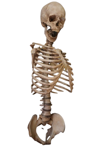 Ribcage with Lifecast Skull