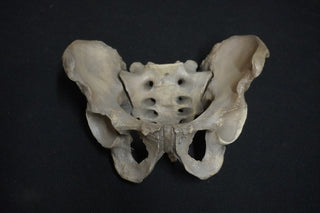 Human Male Pelvis Bone Replica