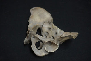 Human Male Pelvis Bone Replica
