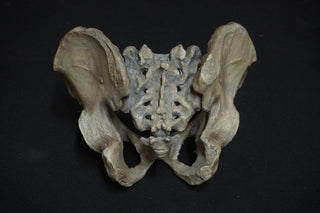 Human Male Pelvis Bone Replica