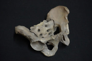 Human Male Pelvis Bone Replica
