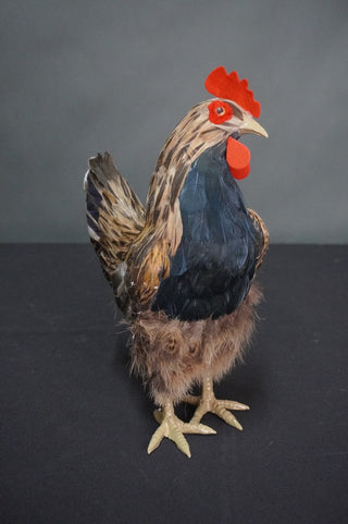 Replica Chicken