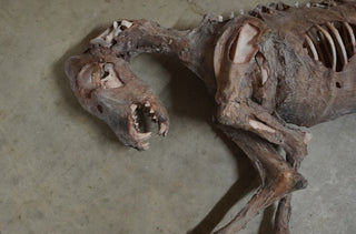 Mummified Dog Prop