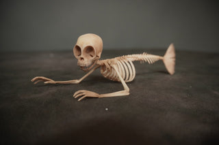 Small Feejee Mermaid Skeleton