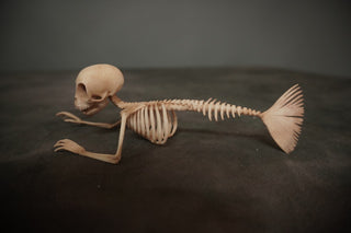 Small Feejee Mermaid Skeleton