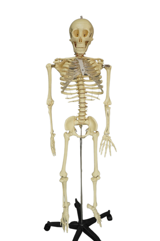 Medical Child Size Skeleton