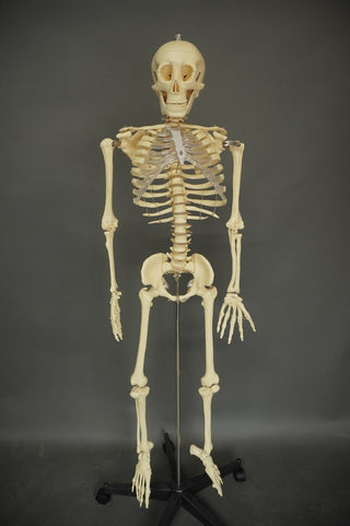 Medical Child Size Skeleton
