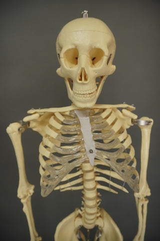 Medical Child Size Skeleton