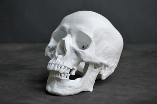 Kenzo Skull