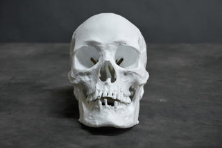 Ashwin Skull