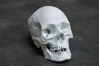 Ashwin Skull