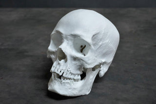 Ashwin Skull