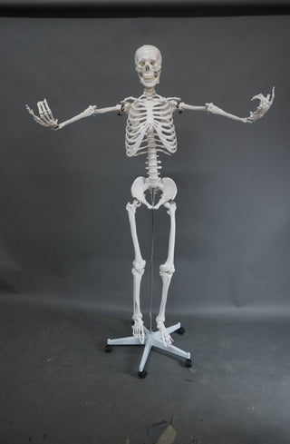 Medical Quality Poseable Human Skeleton with Stand