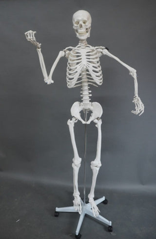 Medical Quality Poseable Human Skeleton with Stand