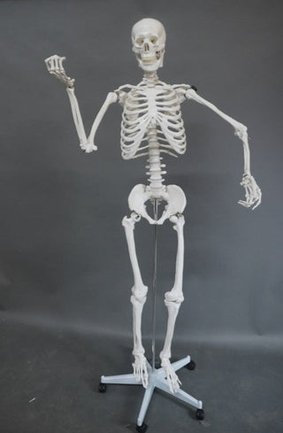 Poseable Life Size Human Skeleton with Stand