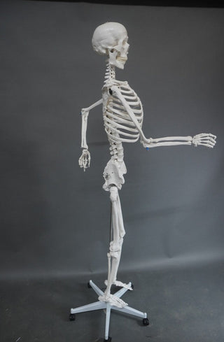 Poseable Life Size Human Skeleton with Stand