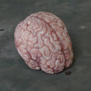 Lifesize Brain, Silicone Rubber