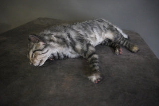 Resting Gray Tabby Cat Prop