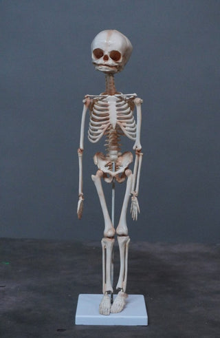 Articulated Infant Skeleton
