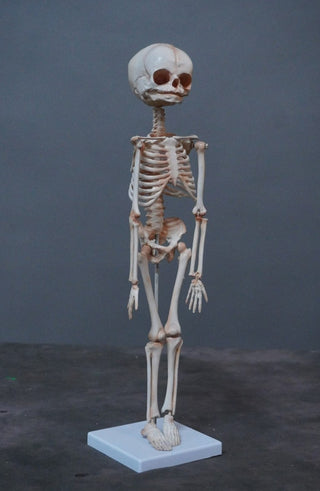 Articulated Infant Skeleton