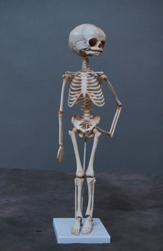 Articulated Skeleton