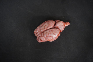 Animal Brain Prop