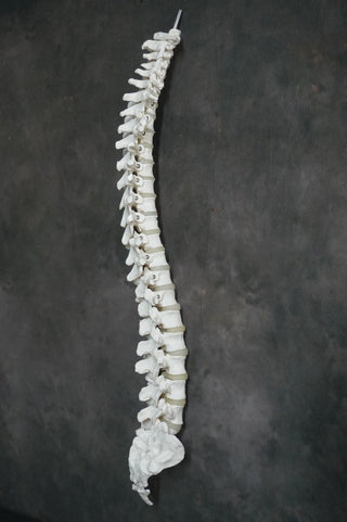 Human Spine