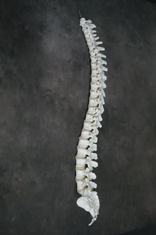 Human Spine