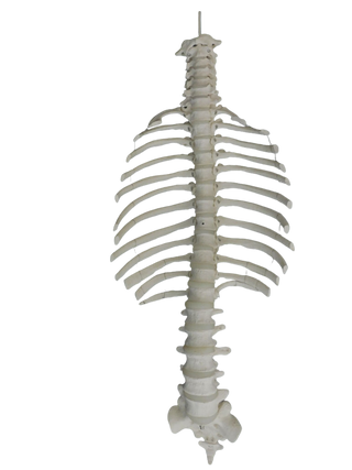 Open Ribcage Prop