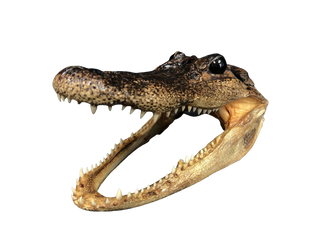 Taxidermy Alligator Head