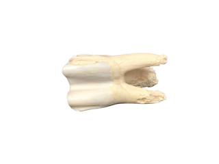Cow Tooth