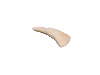 Water Buffalo Tooth
