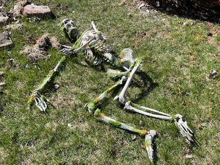 Moss Covered Skeleton