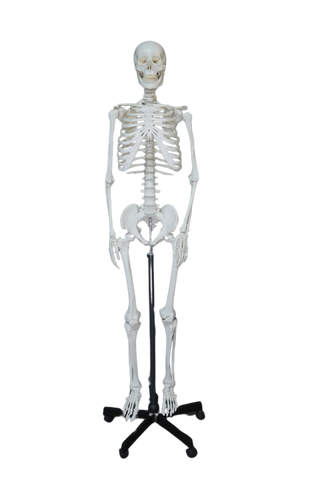 Life Size Human Skeleton