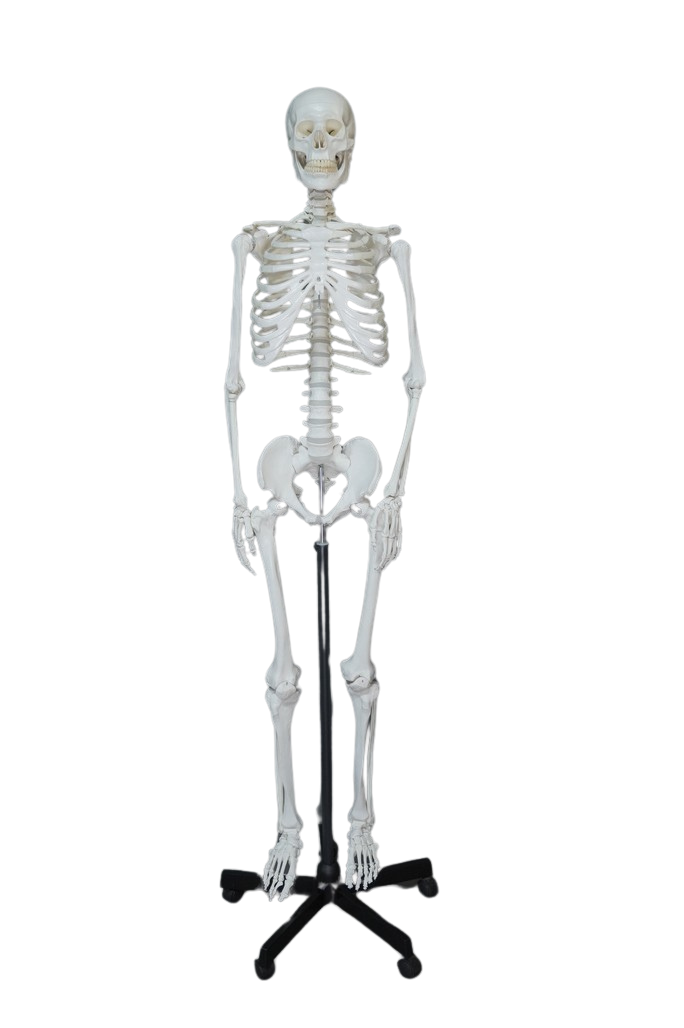 Life Size Human Skeleton – Dapper Cadaver Props