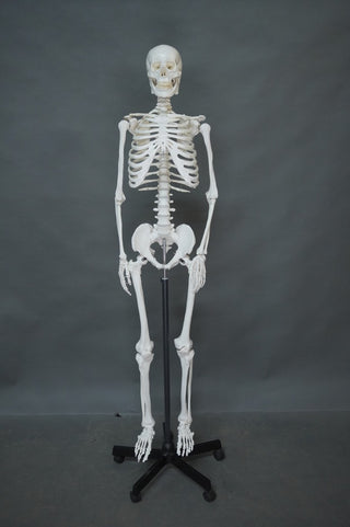Life Size Human Skeleton