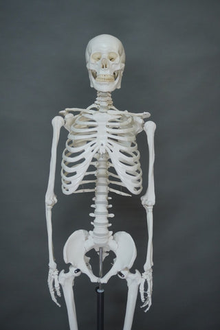 Life Size Human Skeleton