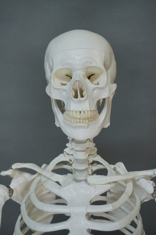 Life Size Human Skeleton