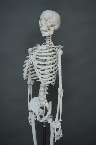 Life Size Human Skeleton