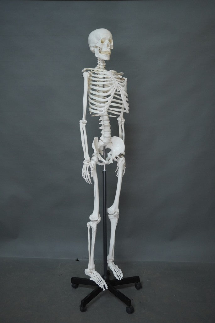 Human Corpse Prop Life Size Human Skeleton – Dapper Cadaver Props